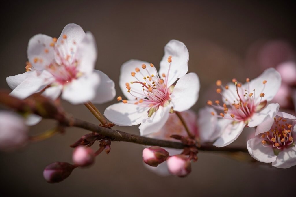 purple leaf plum, flowers, beautiful flowers, flower wallpaper, stamen, flower background, bud, branch, natural, nature, outdoor, close up