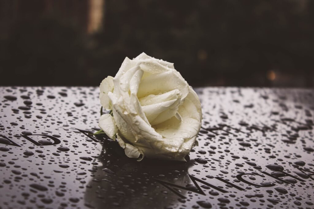 A serene close-up of a white rose with raindrops resting on a memorial stone, evoking emotion.