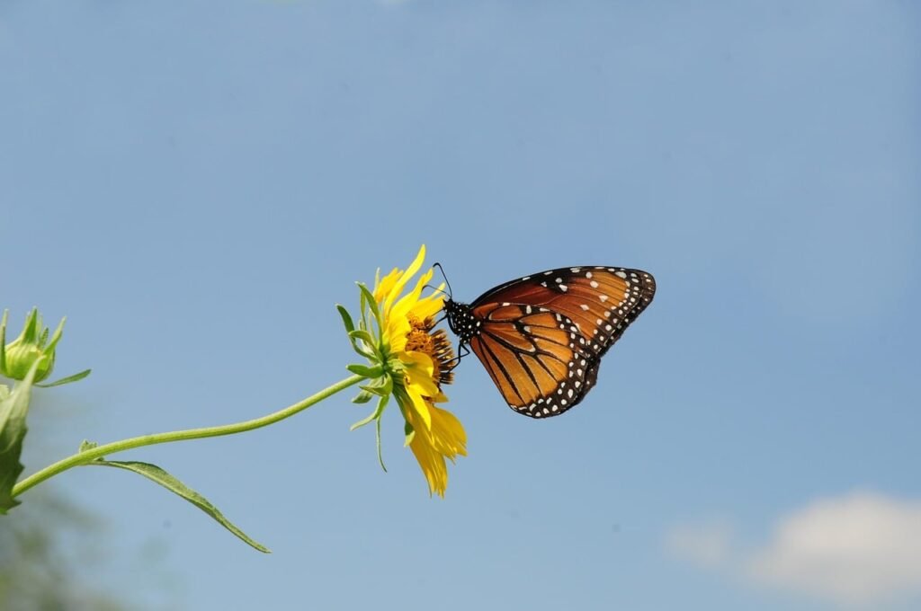 butterfly, insect, wings, flower wallpaper, wildlife, beautiful flowers, flower, flower background, nature